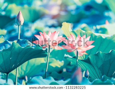 Blooming Lotus