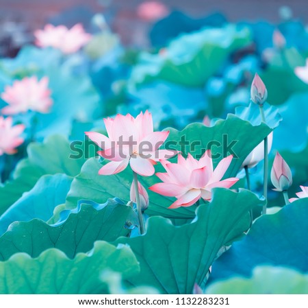 Blooming Lotus
