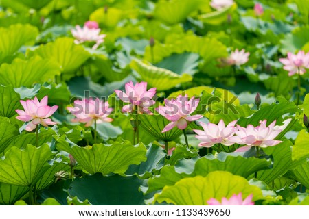 Lotus Or
