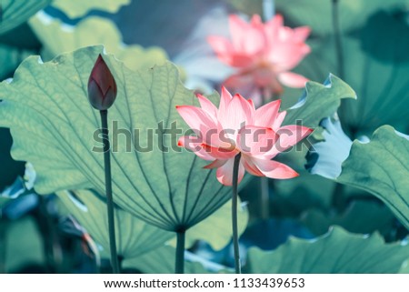 Lotus Or