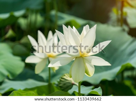 White Lotus