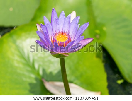 Water Lily