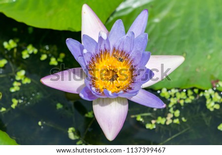 Water Lily