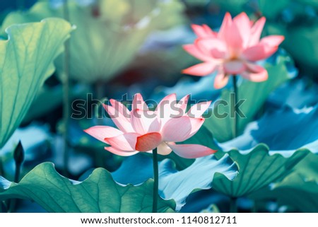 Lotus Or