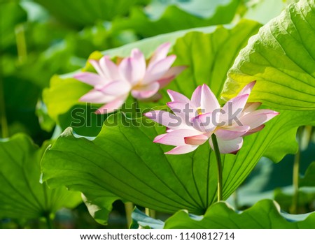 Lotus Or