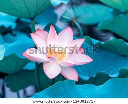 Lotus Or