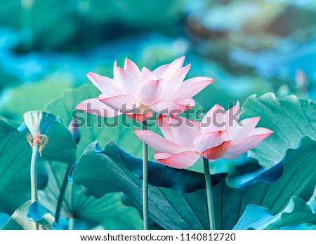 Lotus Or