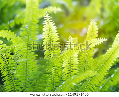 Green Bracken