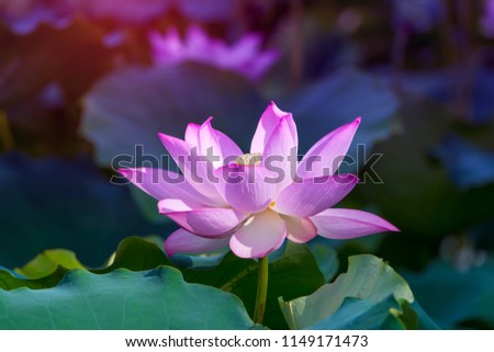 Lotus Or