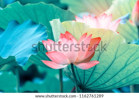 Lotus Flower