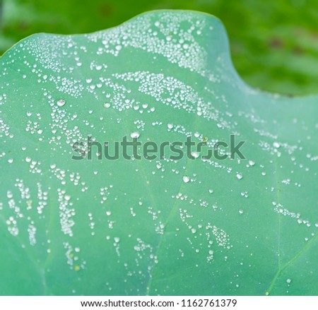 Water Drop