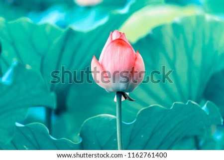 Lotus Flower