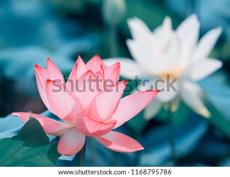 Lotus Or
