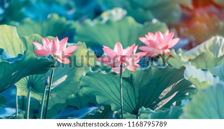 Lotus Or