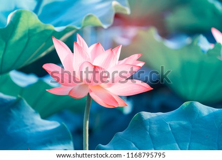 Lotus Or