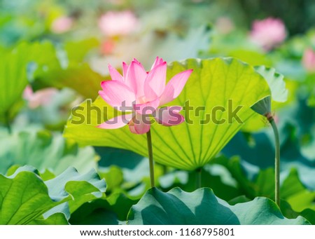 Lotus Or