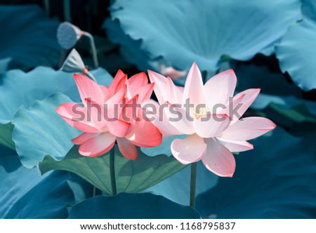 Lotus Or