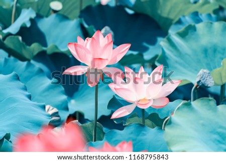 Lotus Or