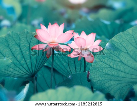 Lotus Or