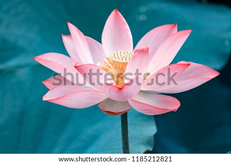 Lotus Or