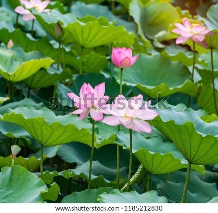 Lotus Or
