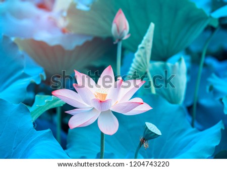 Lotus Flower
