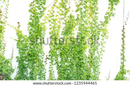 Ivy Leaves