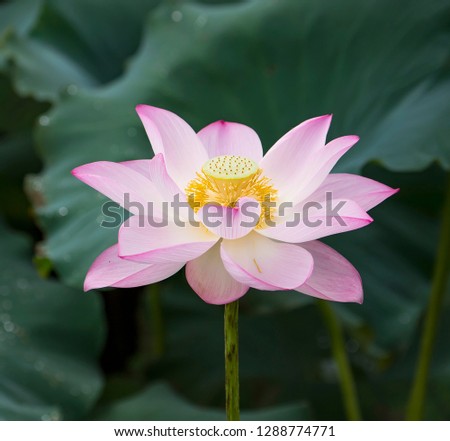 Lotus Flower