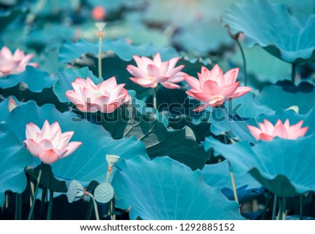 Lotus Flower