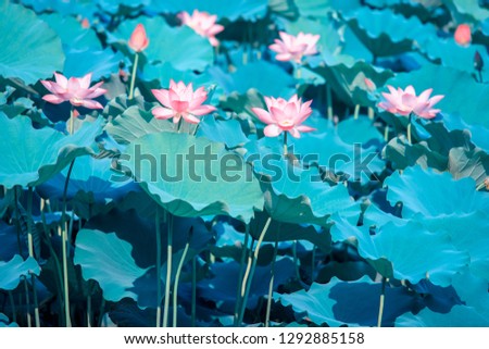 Lotus Flower