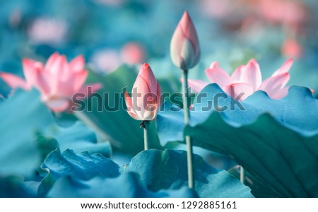 Lotus Flower