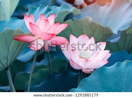 Lotus Flower