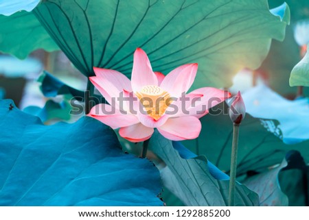 Lotus Flower