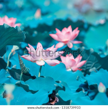 Lotus Flower