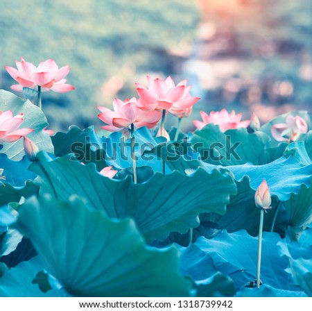 Lotus Flower
