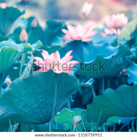 Lotus Flower