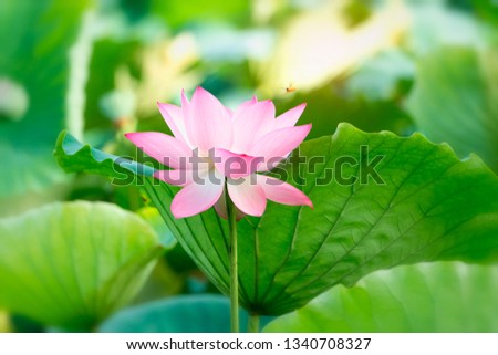 Blooming Lotus