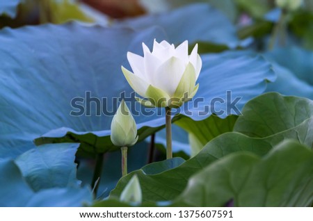 White Lotus