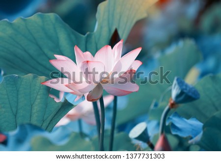 Beautiful Pink