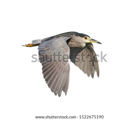 Similar – Image, Stock Photo Black crowned heron on wet ground