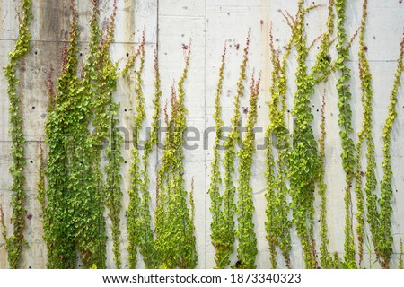 Foto Bild Efeu an der Fassade berlin