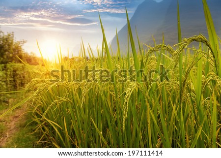 Paddy rice harvest