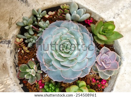 Miniature succulent plants