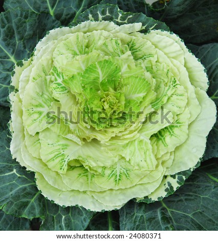 Fresh organic grown cabbage headã??Raw, fresh, green cabbage macro