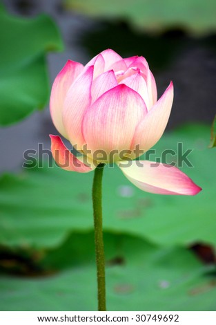 Close up shot of pink lotus.Look at my gallery for more lotus.