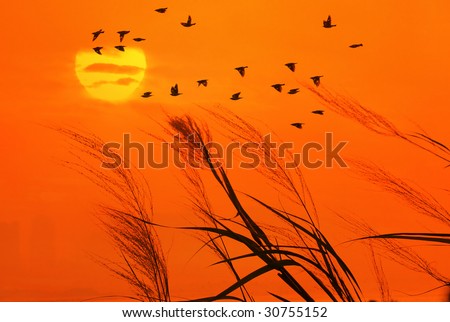 The bulrushes against sunlight over sky background in sunset with a flighting bird (See more birds and sunset backgrounds in my portfolio).