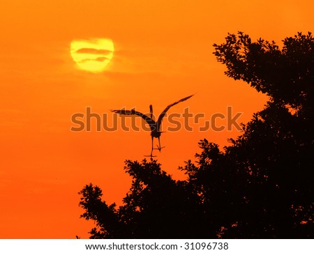 Birds flying above the tree(See more birds and sunset backgrounds in my portfolio).