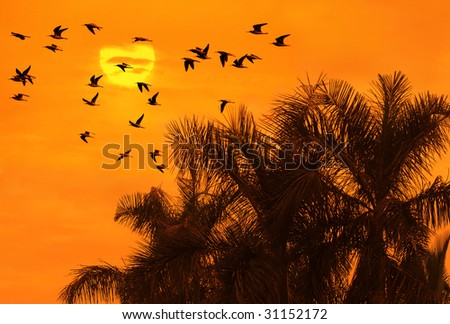 Birds flying above the palm tree(See more birds and sunset backgrounds in my portfolio).