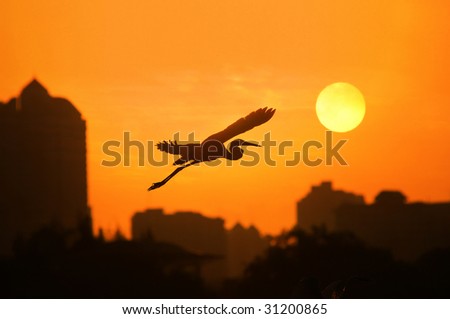 birds with sunlight over sky and city background in sunset with a flighting bird