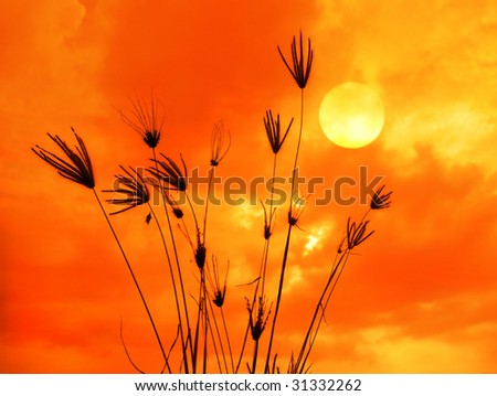 The bulrushes against sunlight over sky background in sunset.See more sunset  in my portfolio